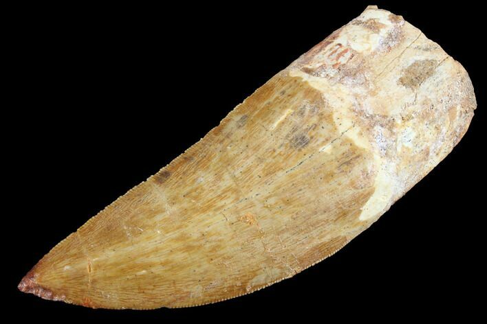Serrated, Carcharodontosaurus Tooth #85936